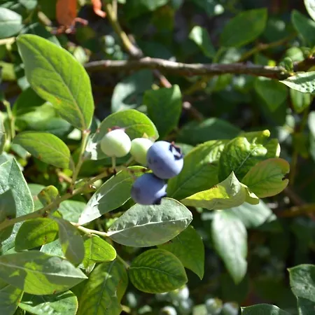 U Polanskych * לדניצה